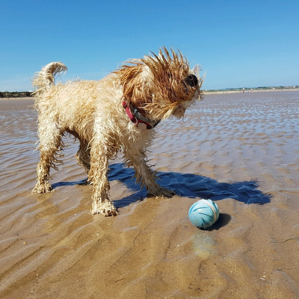 М'ячик для собак Wickedball Cyclone C1801-C